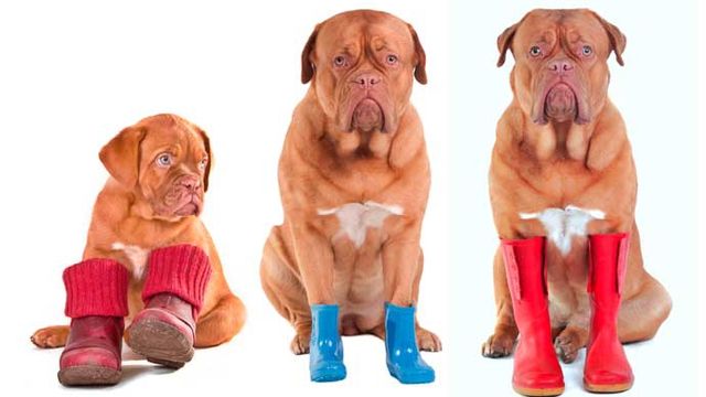 Обувь для собак: необходимость или прихоть хозяев?